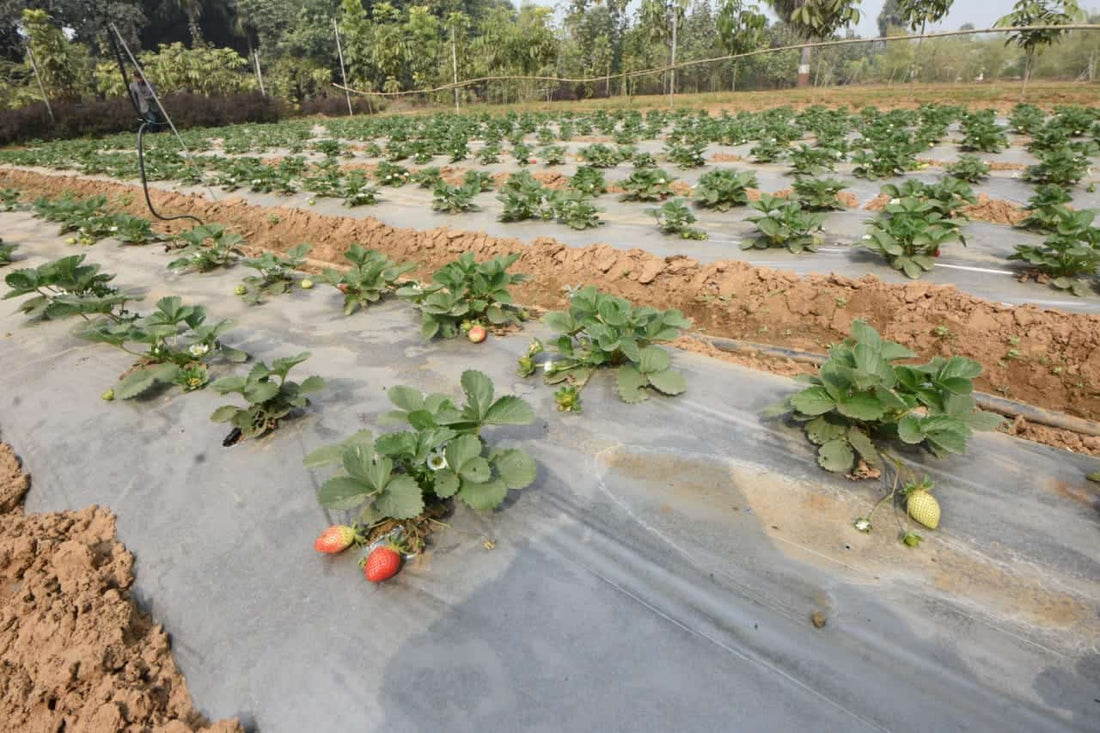 Cultivation of strawberries in the organic way in Bahiara village of Bhojpur