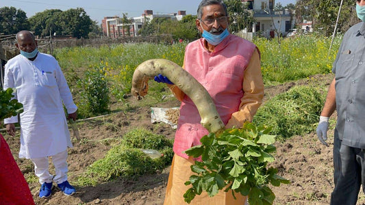 A 5 kg radish has emerged from the Dehradun farm of former Rajya Sabha MP RK Sinha, known as Jeevik Man.