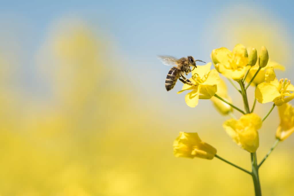 Does Raw Mustard Flower Honey Per Day Help In Weight Loss?