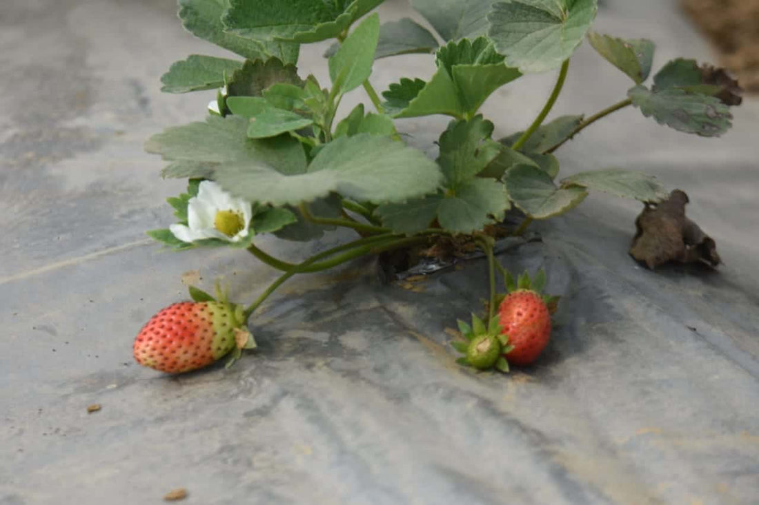 Demand for strawberry fruit all over the world including: RK Sinha