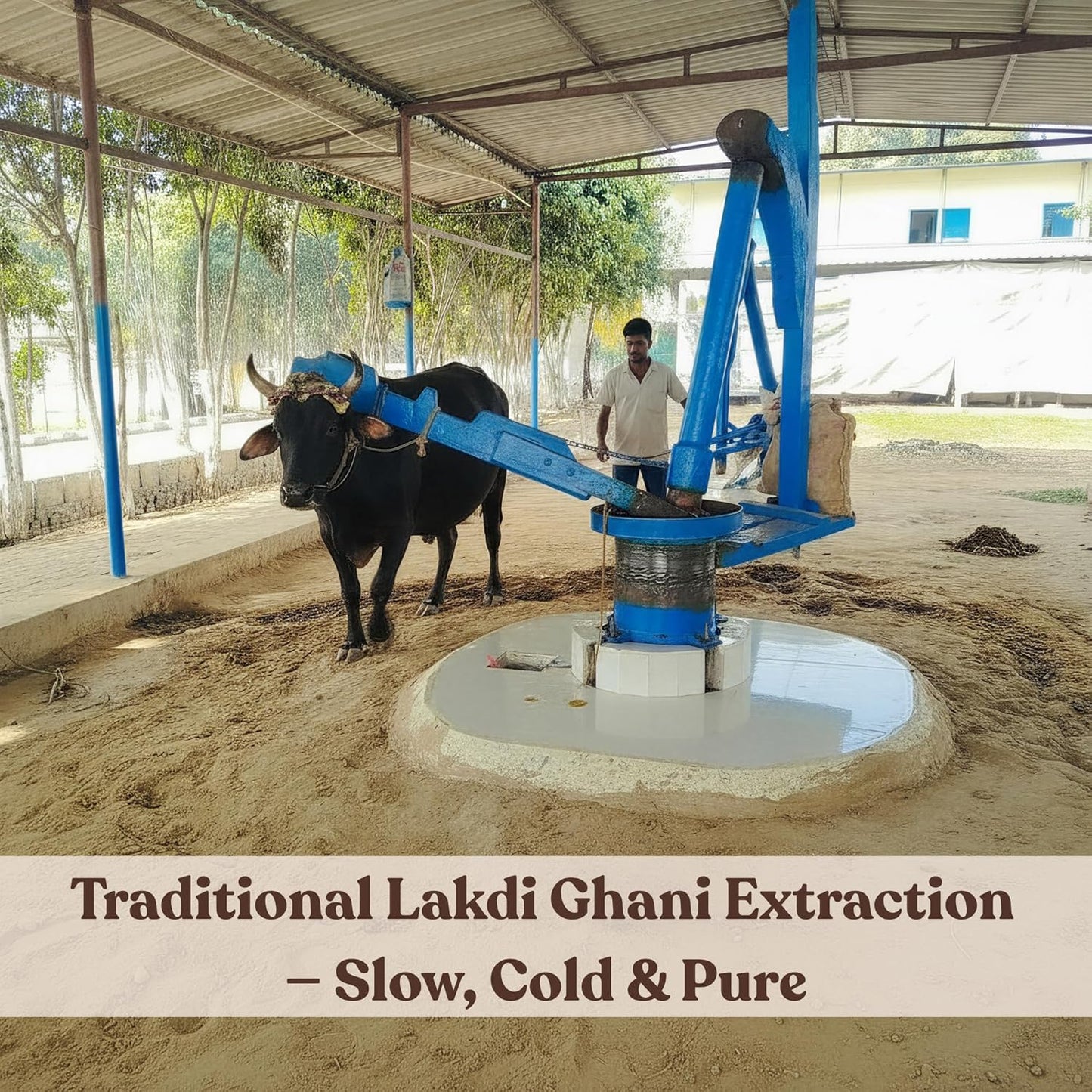 Woodpressed Groundnut Oil