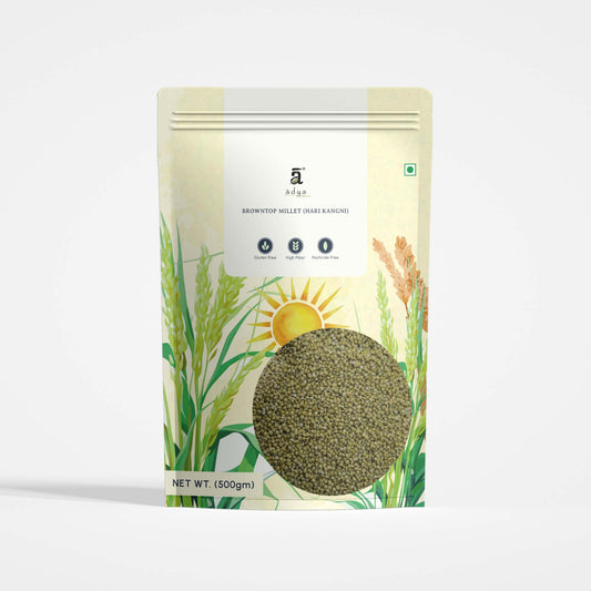Browntop Millet (Hari Kangni)