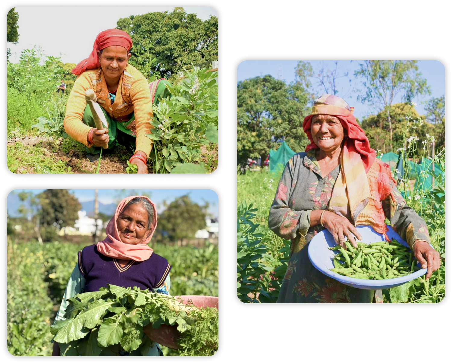 Woman farmer picked natural foods