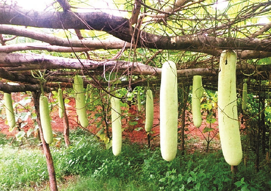 खेत में उपज न किसान करता है, न रसायनिक खाद और न ही कीटनाशक