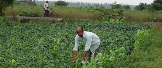 How organic farming can benefit farmers?