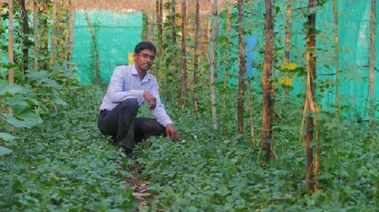 Great News  Increase your crop yield up to five time in one year with help of Multi-layer farming