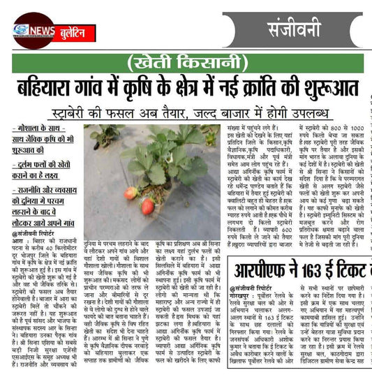 New revolution in agriculture started in Bahiara village, strawberry crop is now ready