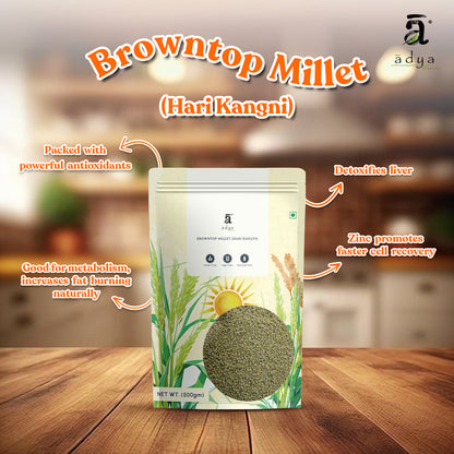 Browntop Millet (Hari Kangni)