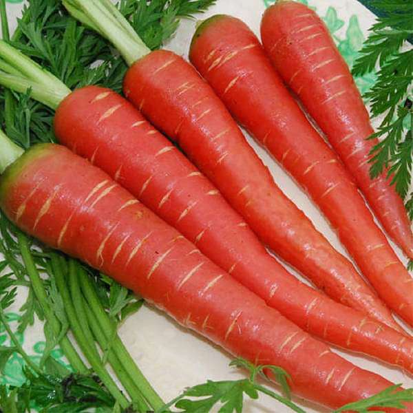 Desi Carrot